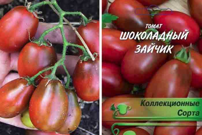 Описание томата зефир в шоколаде, его характеристики и отзывы
