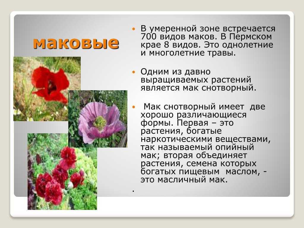 Мак восточный – неприхотливый красавец, посадка и уход