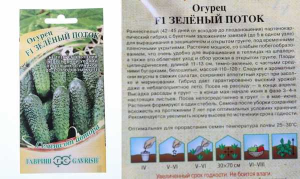 арактеристика огурца Зеленый поток описание сорта фото отзывы урожайность его достоинства и недостатки