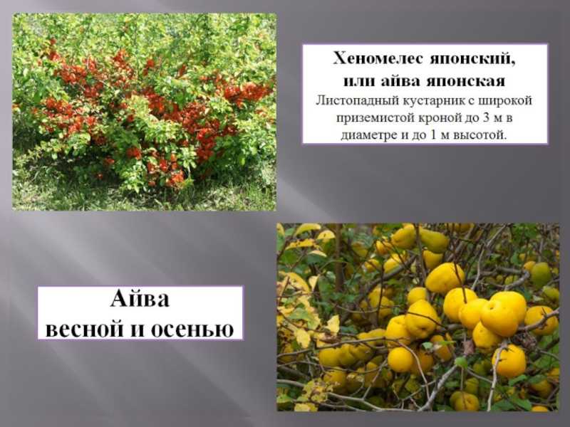 Айва "японская": размножение черенками, выращивание и уход