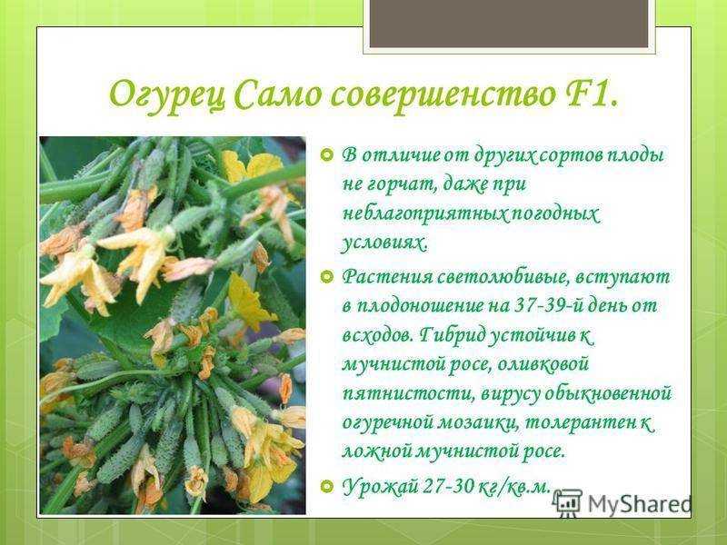 9 незаменимых гибридов огурцов, которые я советую выращивать всем. описание. фото — ботаничка