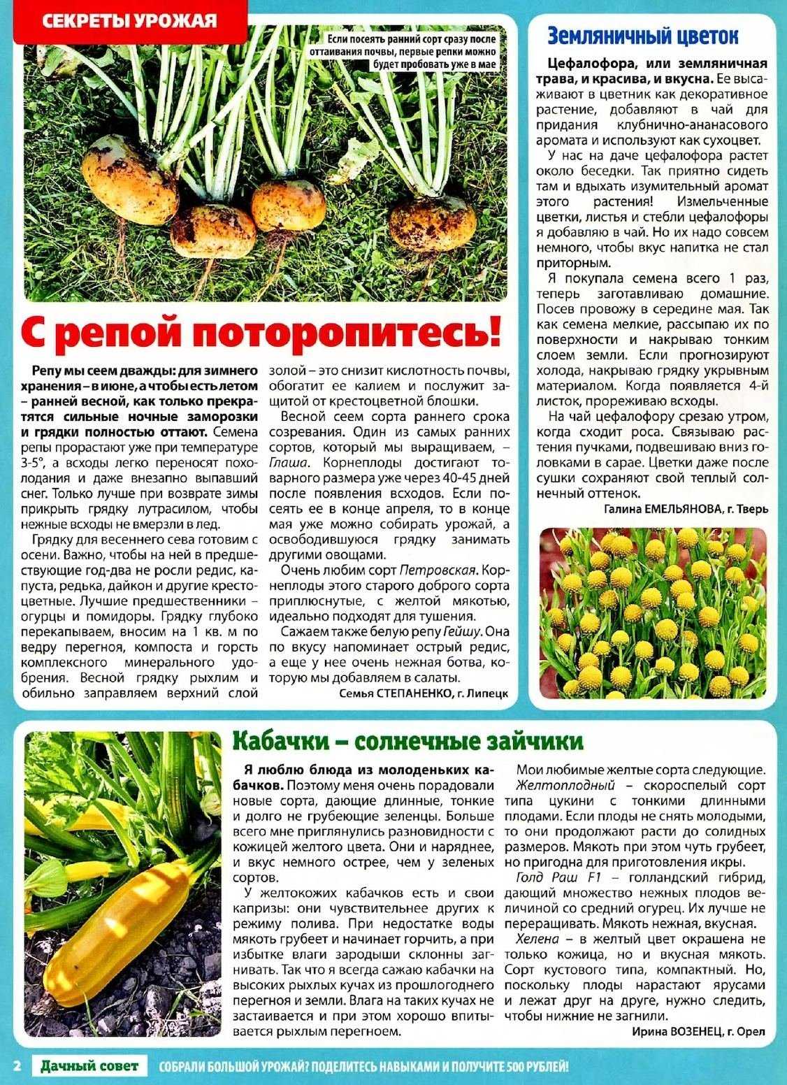 Цефалофора ароматная или земляничная трава.