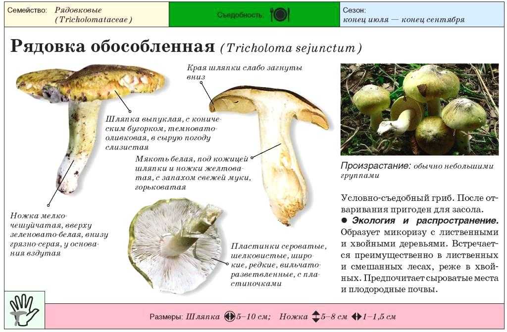 Съедобные и ядовитые грибы рядовки: +37 фото. описание и как отличить? — викигриб