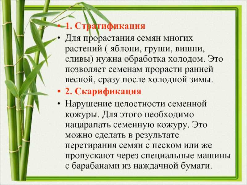 Как правильно стратифицировать семена: описание и методы стратификации семян