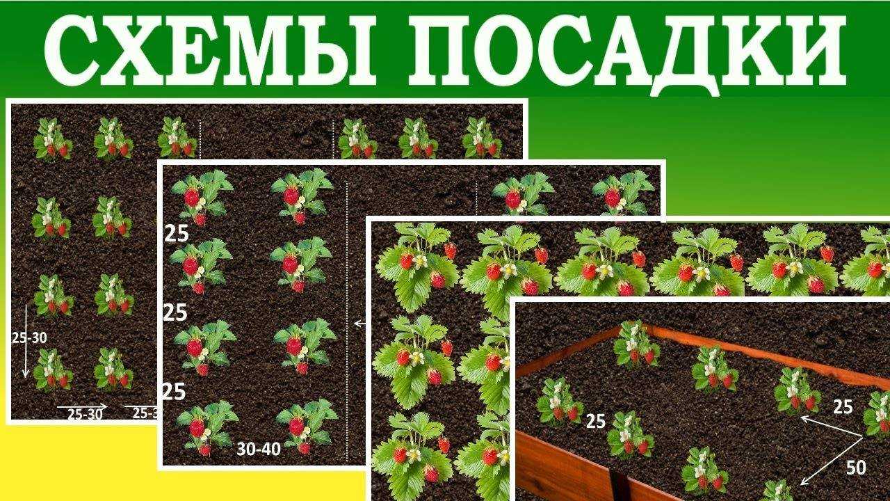 Как сажать клубнику: инструкция по посадке и уходу за культурой в открытом грунте и тепличных условиях