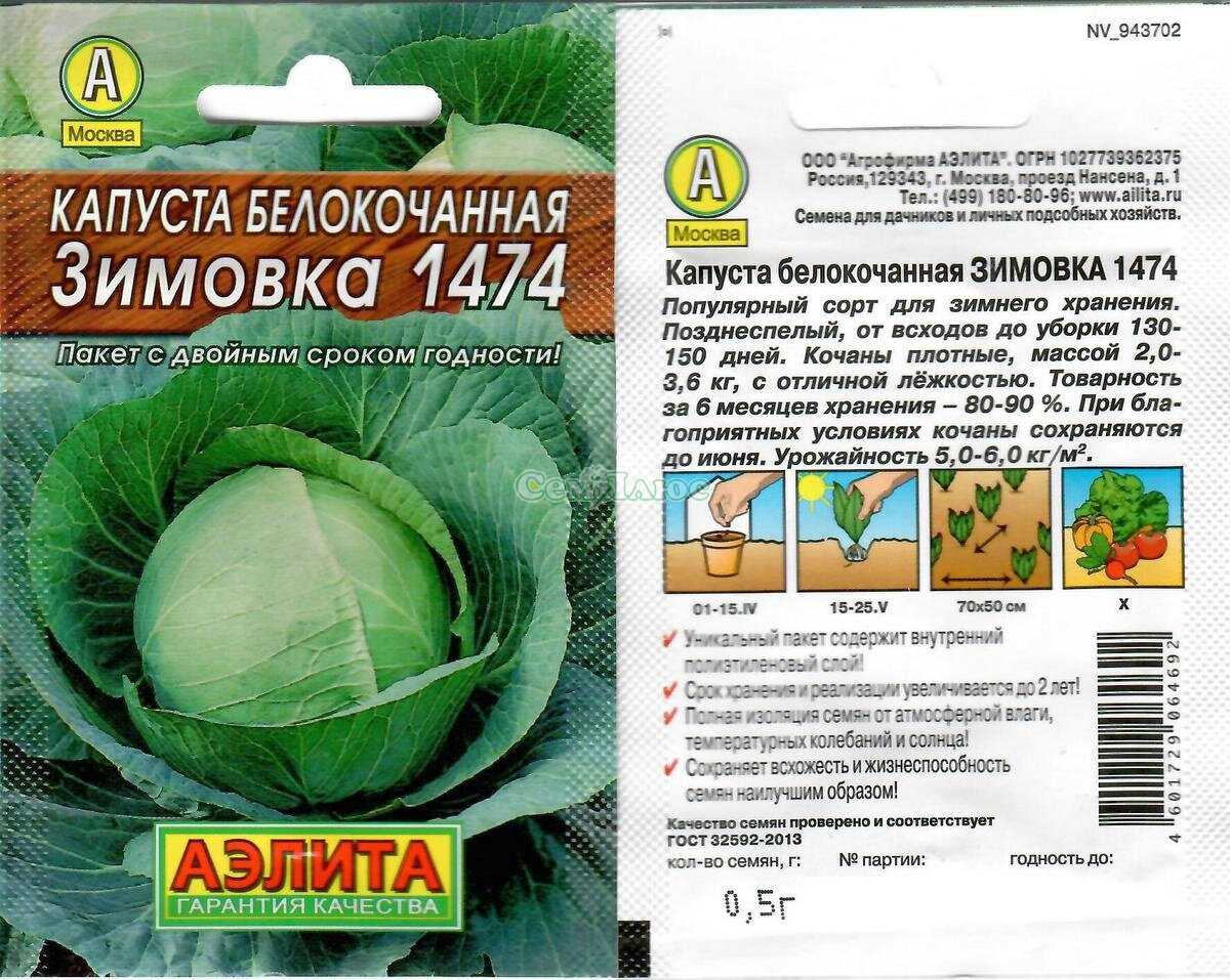 О капусте Зимовка описание сорта фото отзывы тех кто сажал характеристика кочанов достоинства и недостатки рекомендации по уходу и выращиванию
