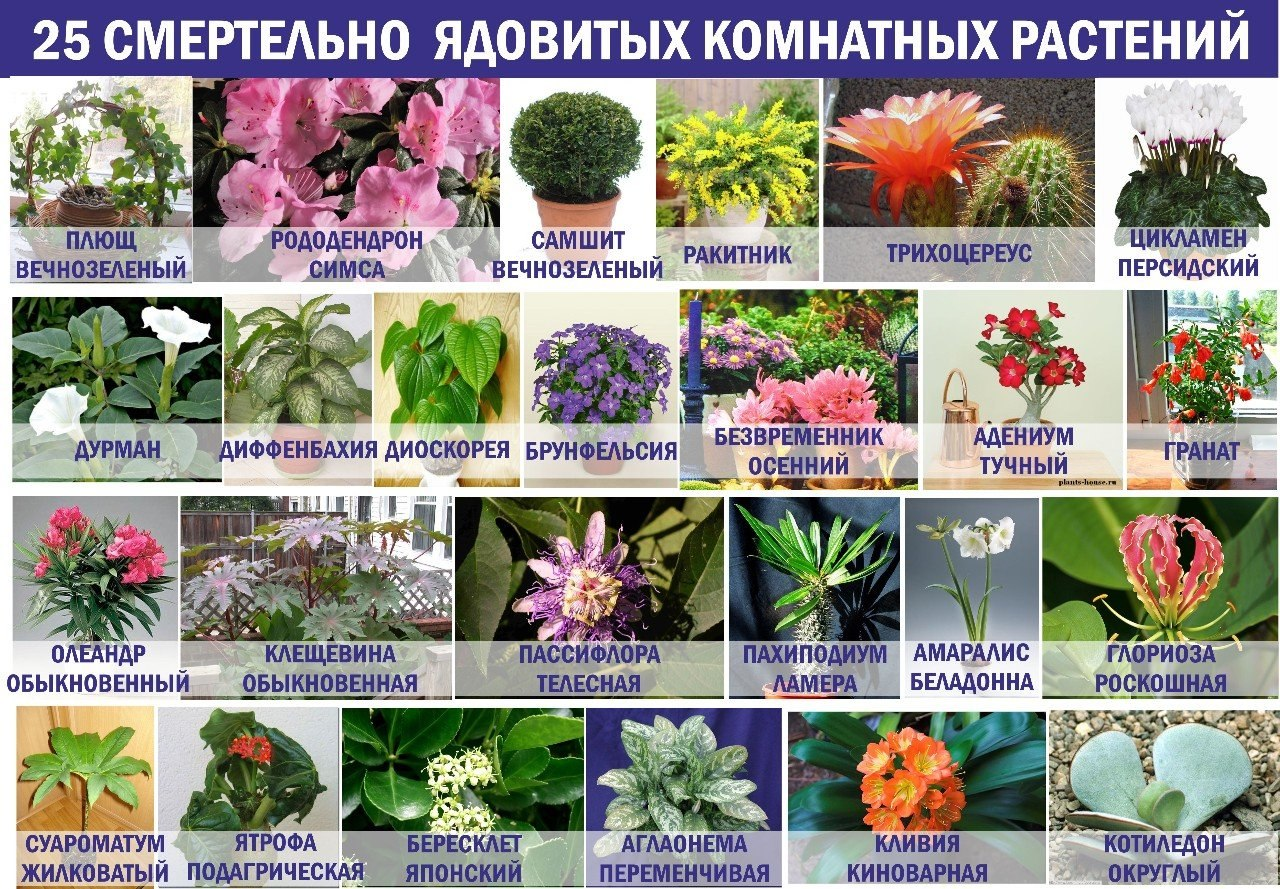 10 лучших цветущих цветов для дома: фото, название, описание