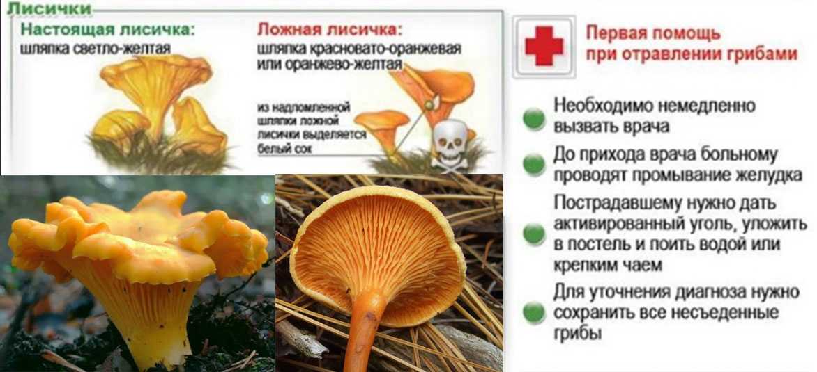 Грибы лисички - виды, ложные лисички, свойства, рецепты блюд