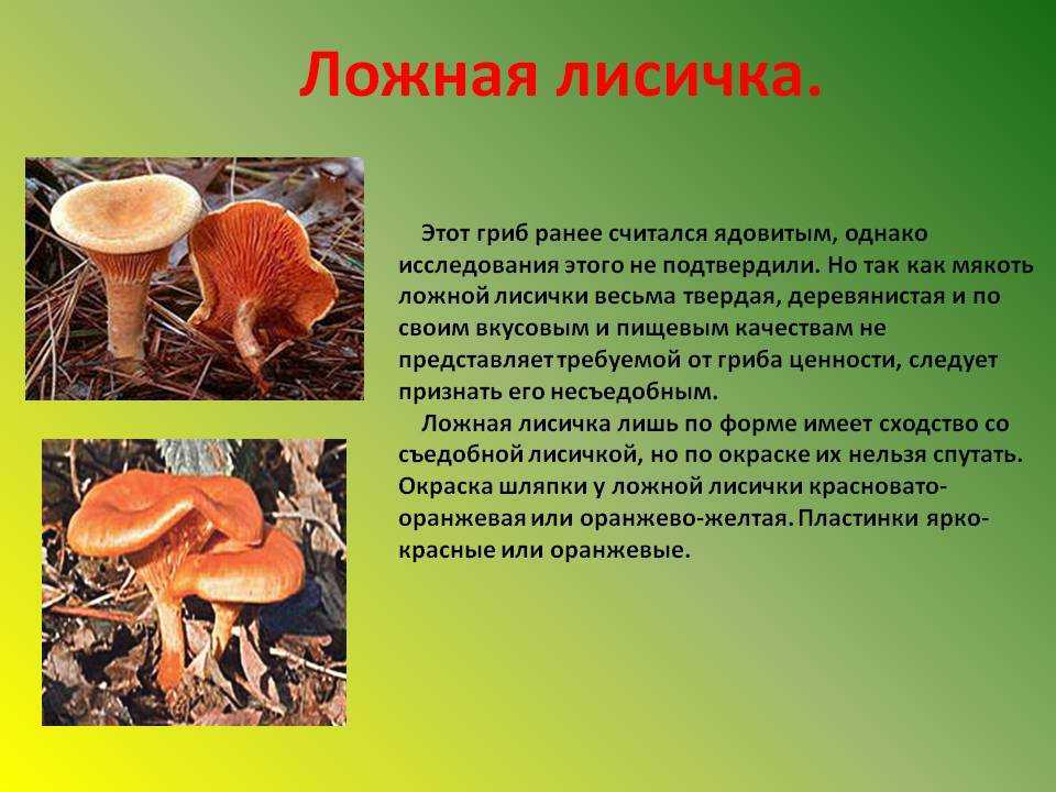 Грибы похожие на лисички (ложные): +21 фото, описание и как отличить? — викигриб