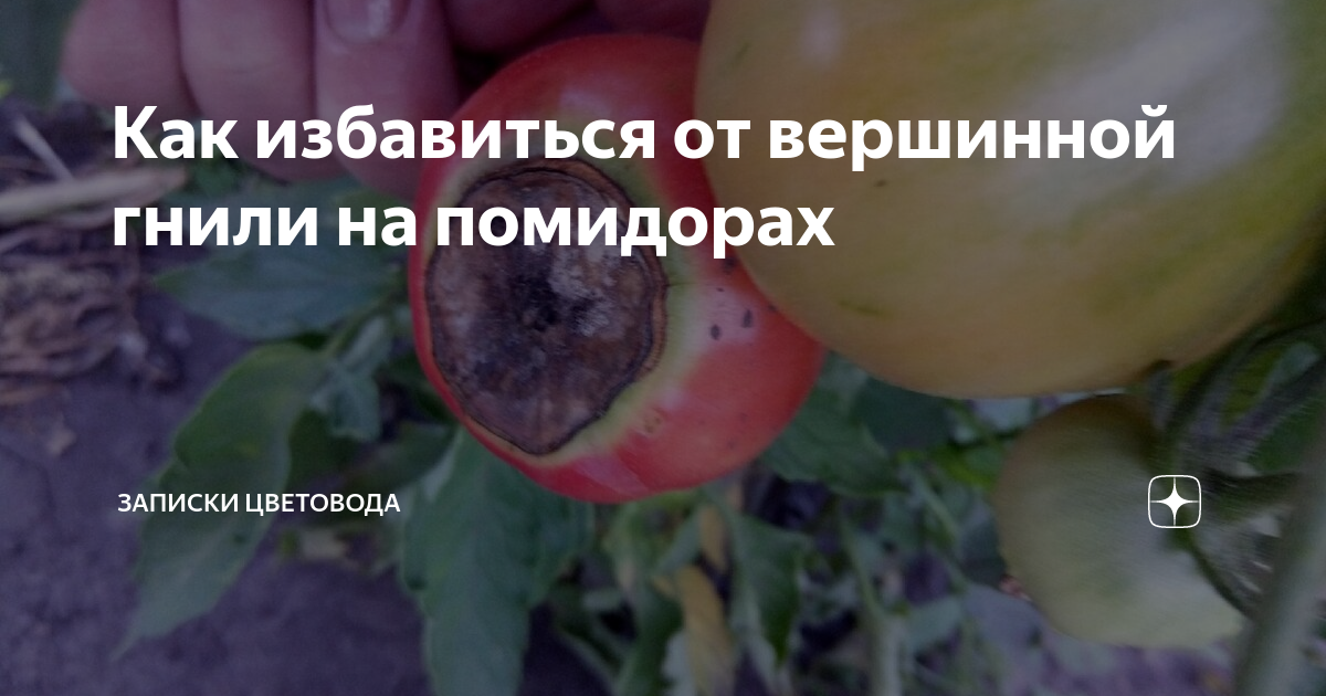Вершинная гниль на помидорах: лечение как корректировка агротехники