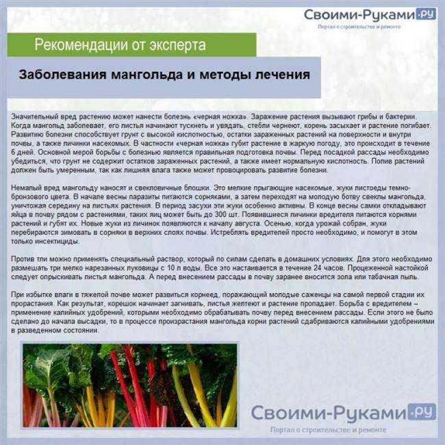 Золотарник или золотая рогоза: правила ухода и размножения