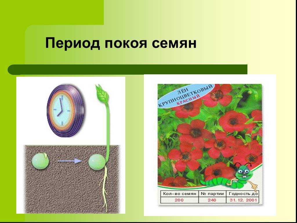 Период покоя у комнатных растений: подробное руководство | клуб цветоводов