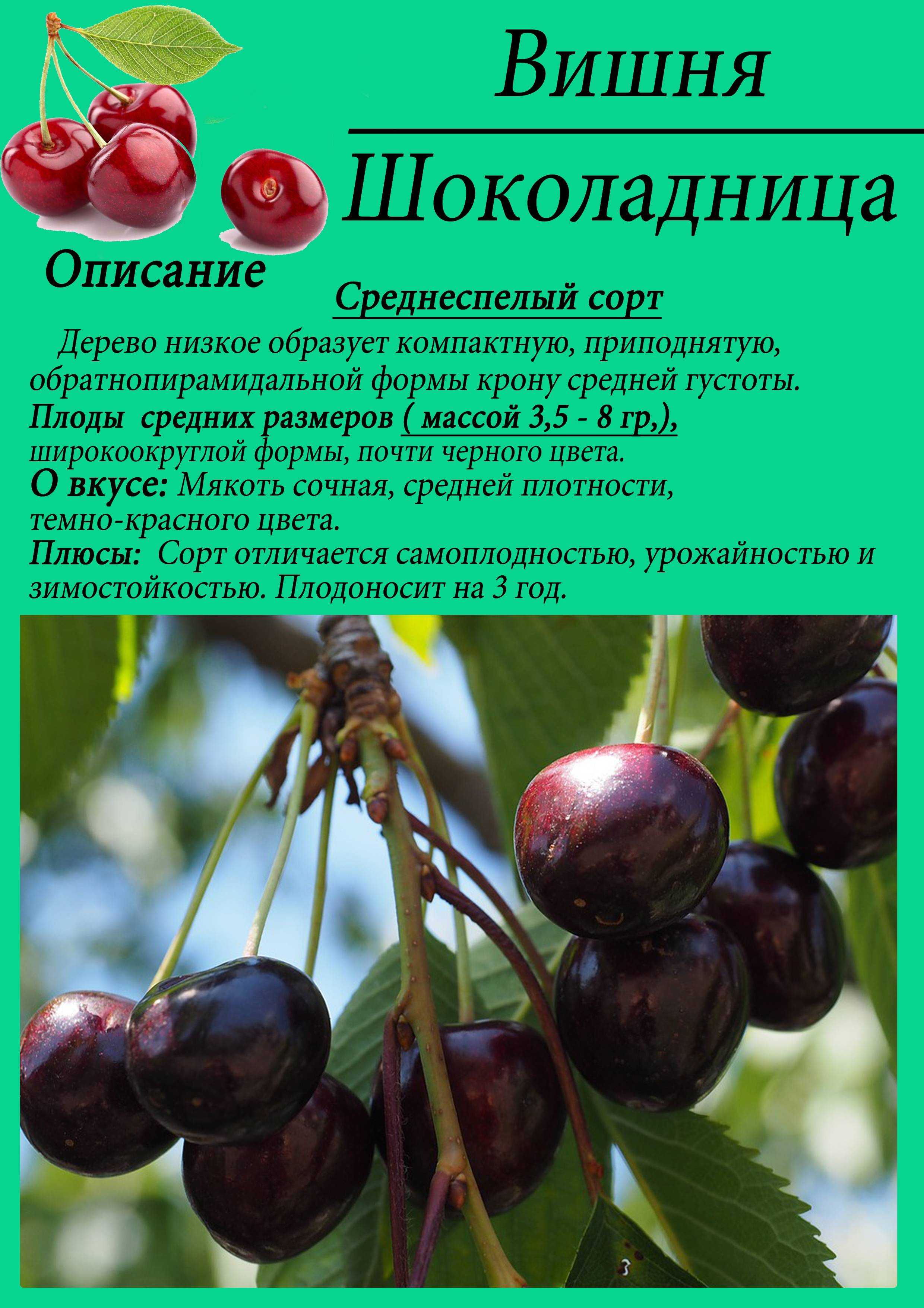 Войлочная вишня: сорта для подмосковья
