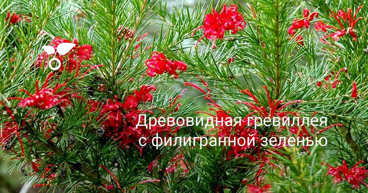 Гревиллея фото комнатного растения, уход, выращивание цветка из семян
