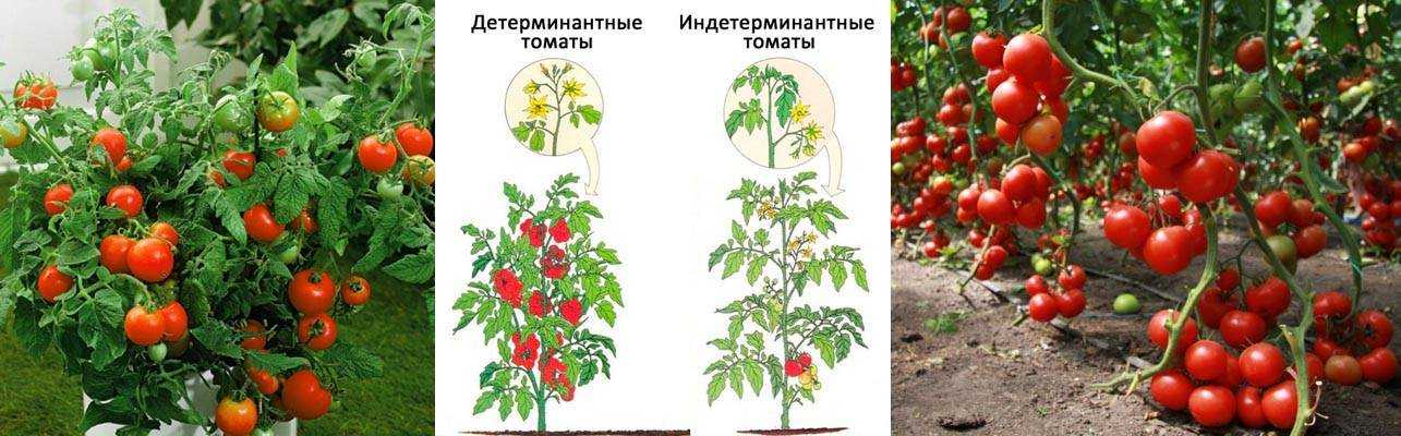 Томат арбузный: описание сорта, фото, отзывы, посадка и уход