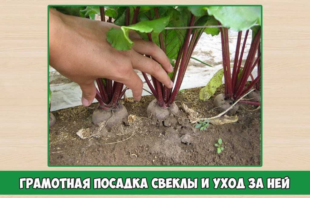 Как сажать свеклу в открытый грунт семенами и рассадой