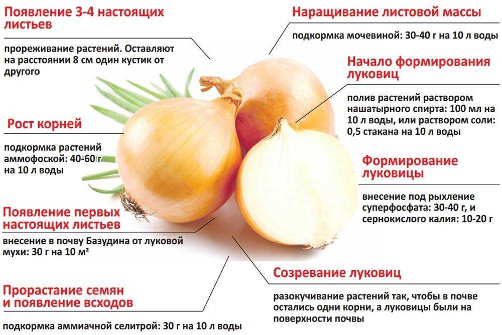 Сорт лука севка олина - у дачки