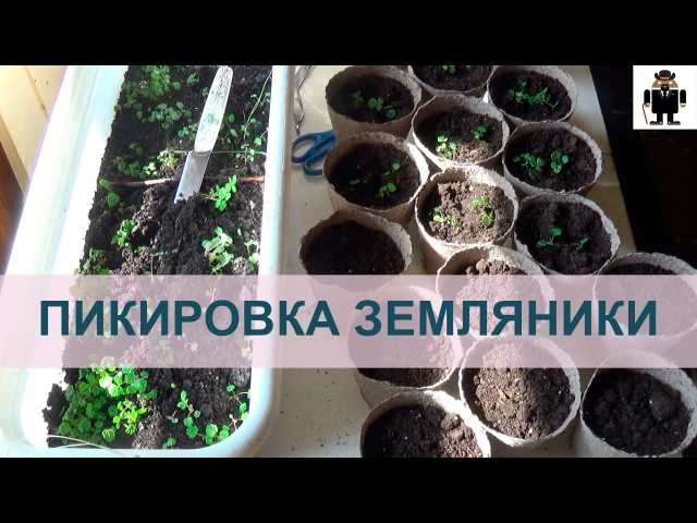 Земляника садовая: выращивание и уход в открытом грунте