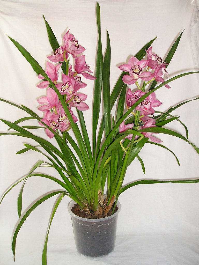 Орхидея цимбидиум (cymbidium): уход в домашних условиях, пересадка, почему не цветет, что делать, как заставить