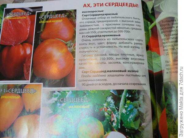 Томаты для теплицы из поликарбоната с фото и описанием, отзывы