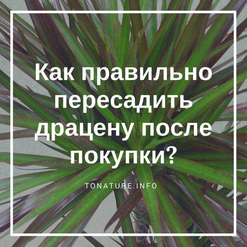 Выращивание драцены в домашних условиях, сорта и виды с фото