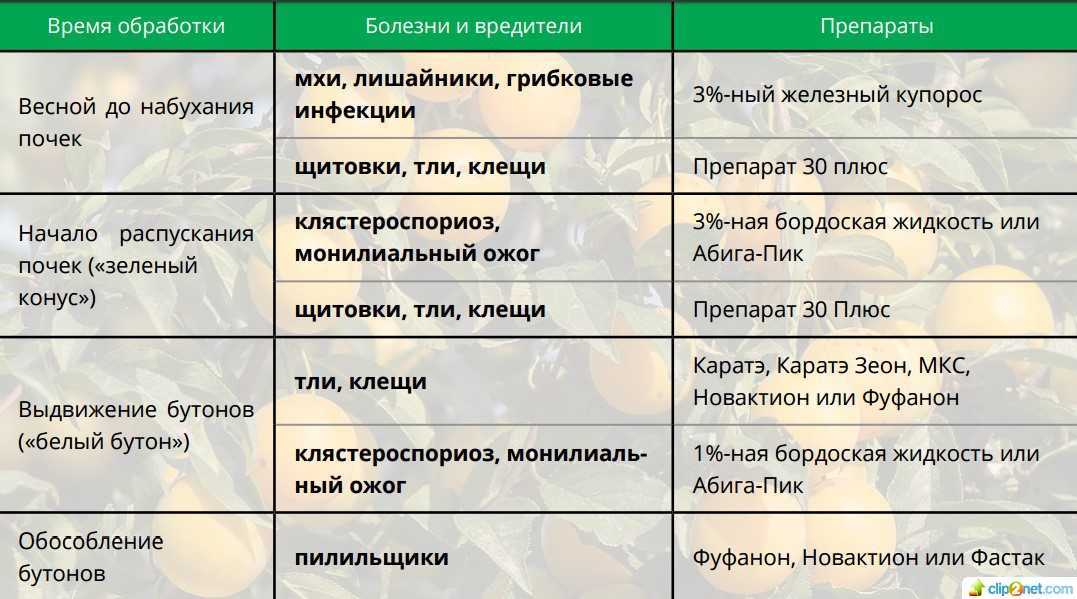Железный купорос и мочевина опрыскивание деревьев осенью - вместе мастерим