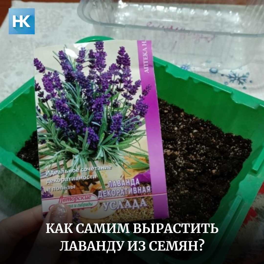 Как вырастить лаванду из семян: пошаговая инструкция по посадке в домашних условиях