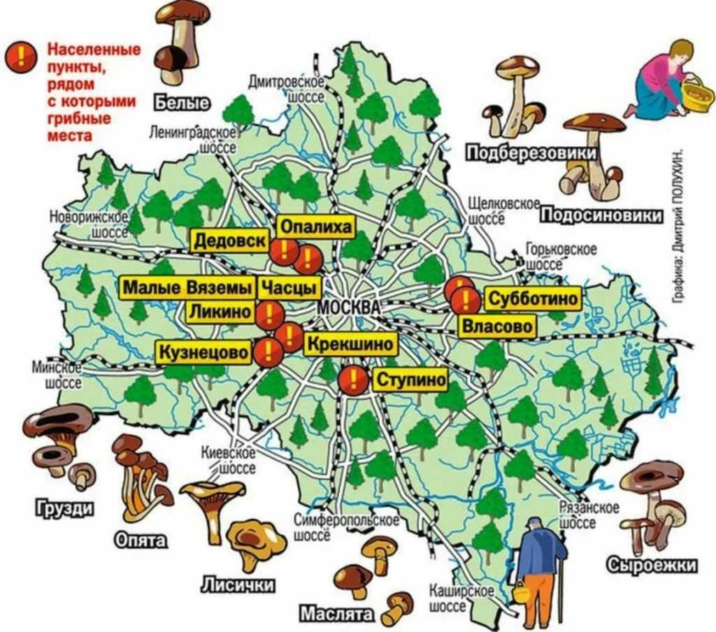 Когда и где собирать грибы в 2024 году в подмосковье и московской области, урожайные места, основные направления и советы по сбору