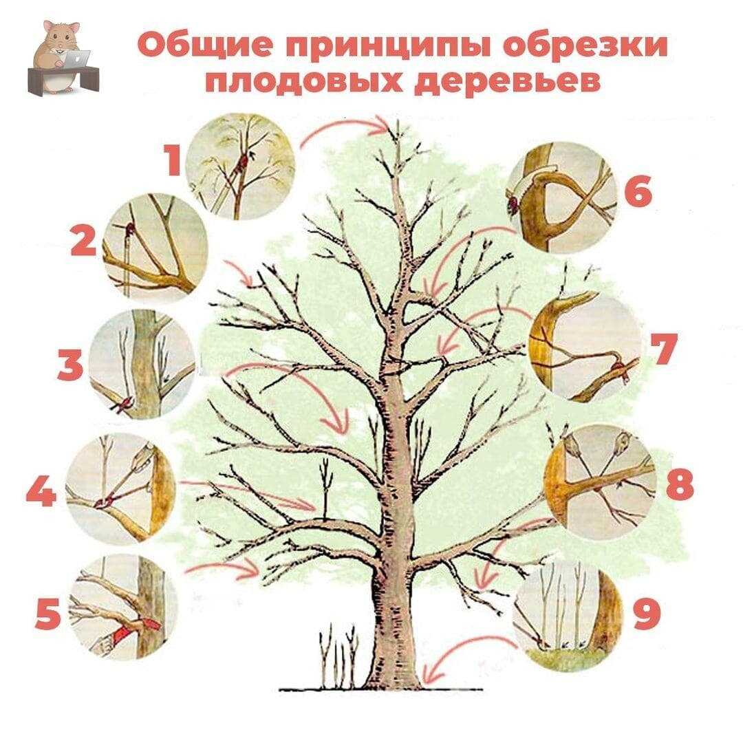 Весенняя обрезка плодовых и ягодных культур