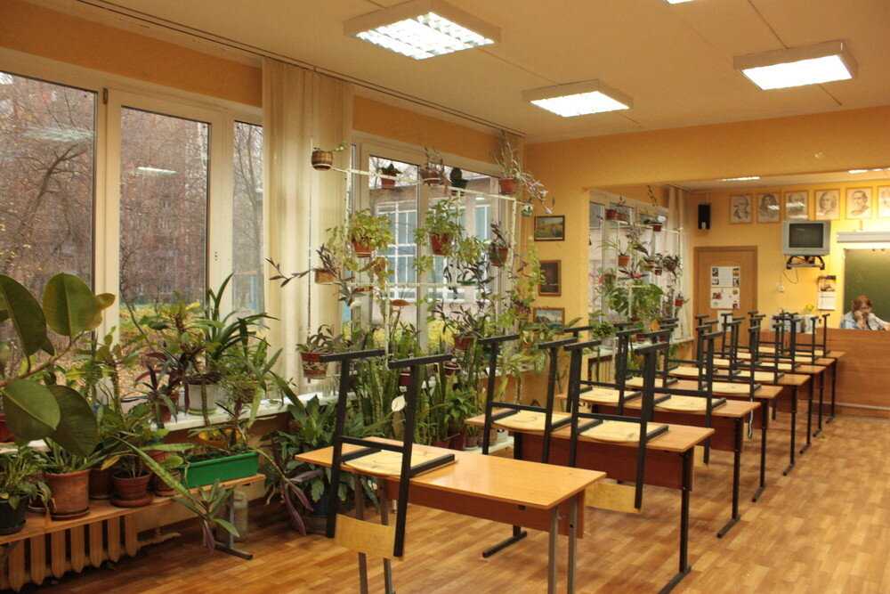 Самые неприхотливые и полезные растения для офиса - flosium.ru
