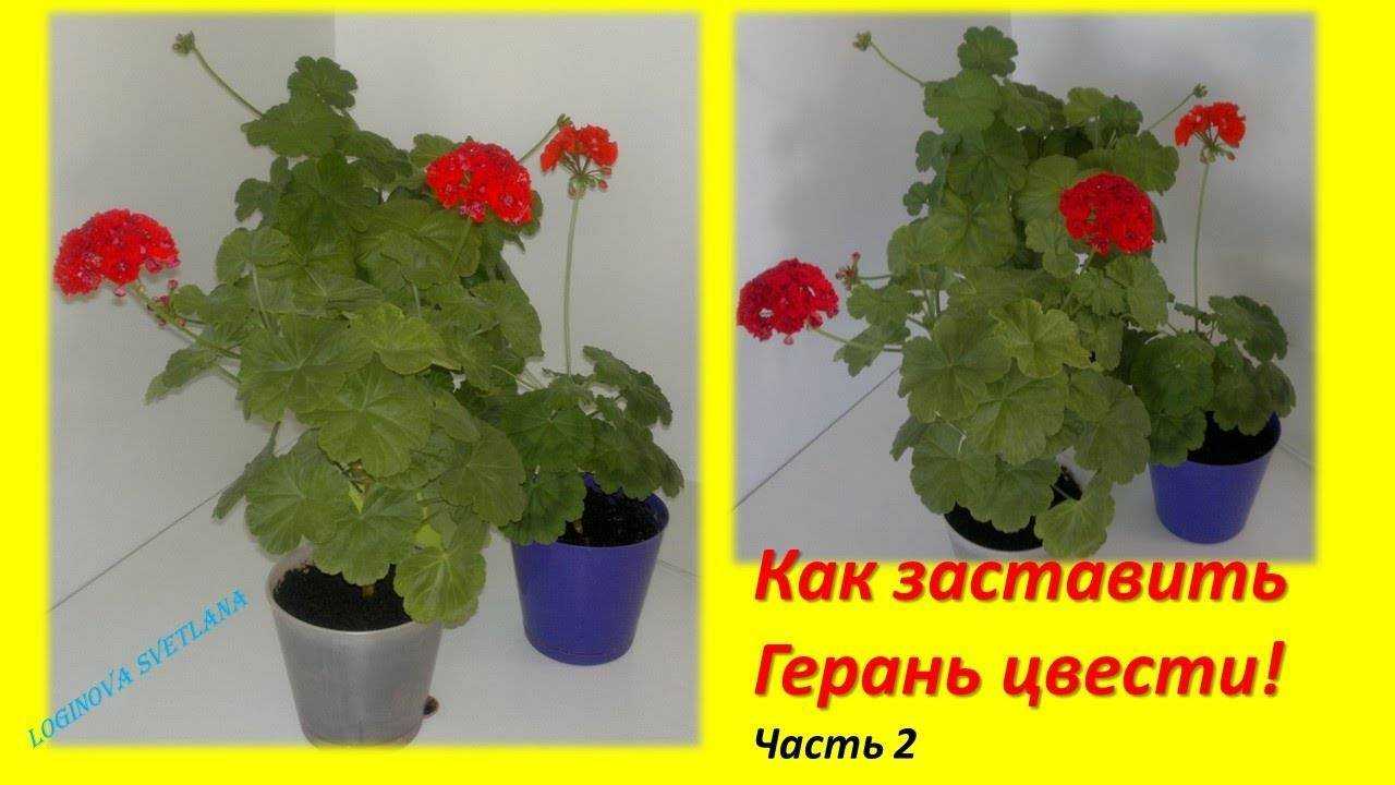 Уход за геранью в домашних условиях