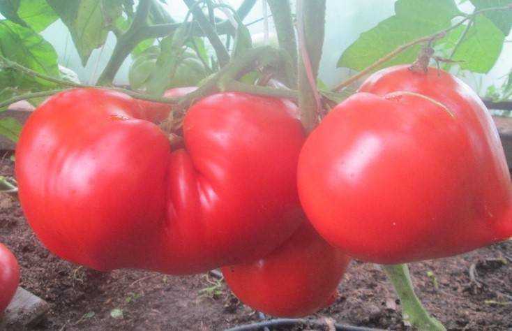 Томат барон: отзывы, фото, описание и характеристика | tomatland.ru