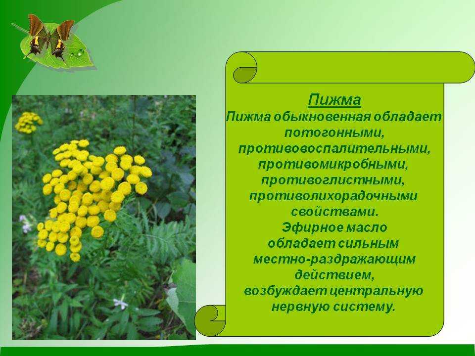 Пижма: полезные свойства и противопоказания, посадка и уход в саду, фото