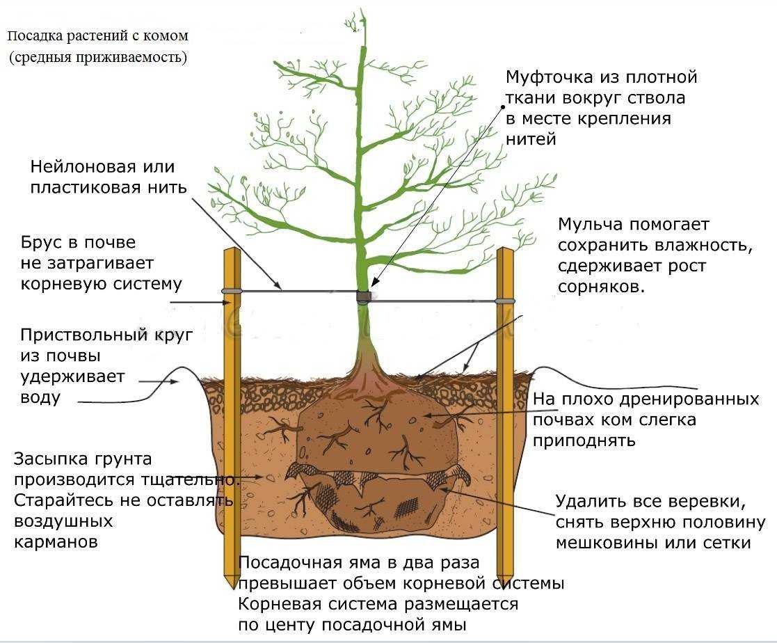 Когда можно пересаживать комнатные цветы, как правильно выбрать время, подготовить материалы, провести пересадку - 0 фото