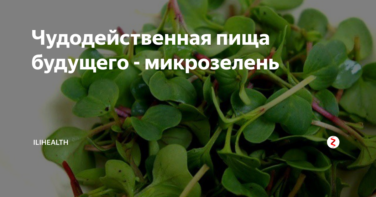 Микрозелень (микрогрины): незаменимый продукт для здорового правильного питания