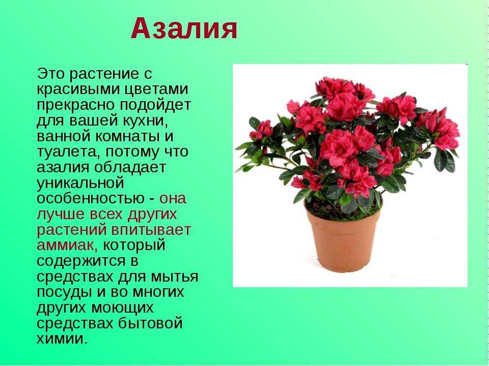 Азалия цветение в домашних условиях уход, обрезка, пересадка