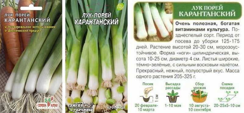 Посадка лука семенами