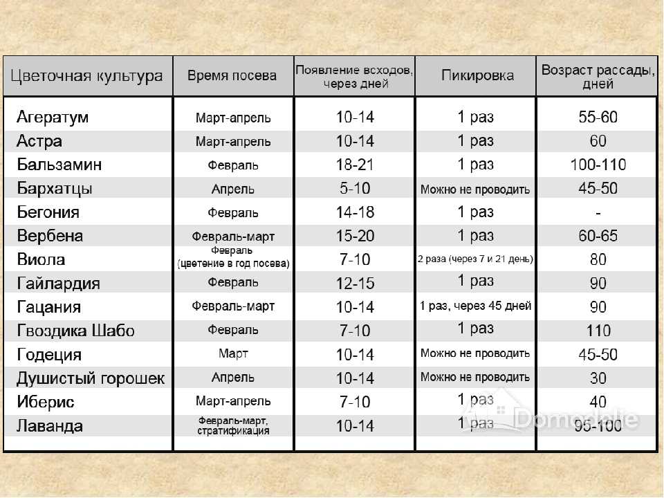 Что нужно сажать на рассаду в январе из цветов и овощных культур