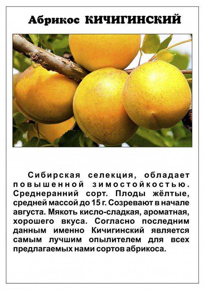 Цветок эдельвейс: его виды, выращивание, фото растения
