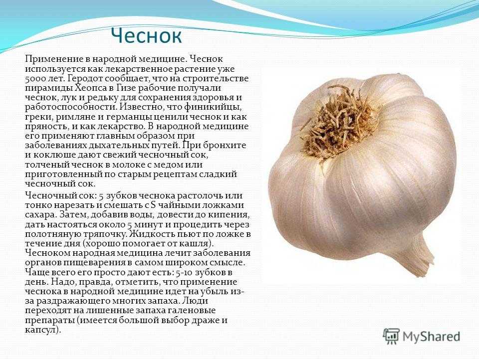 Польза чеснока - применение для лечения. полезные свойства чеснока для здоровья человека