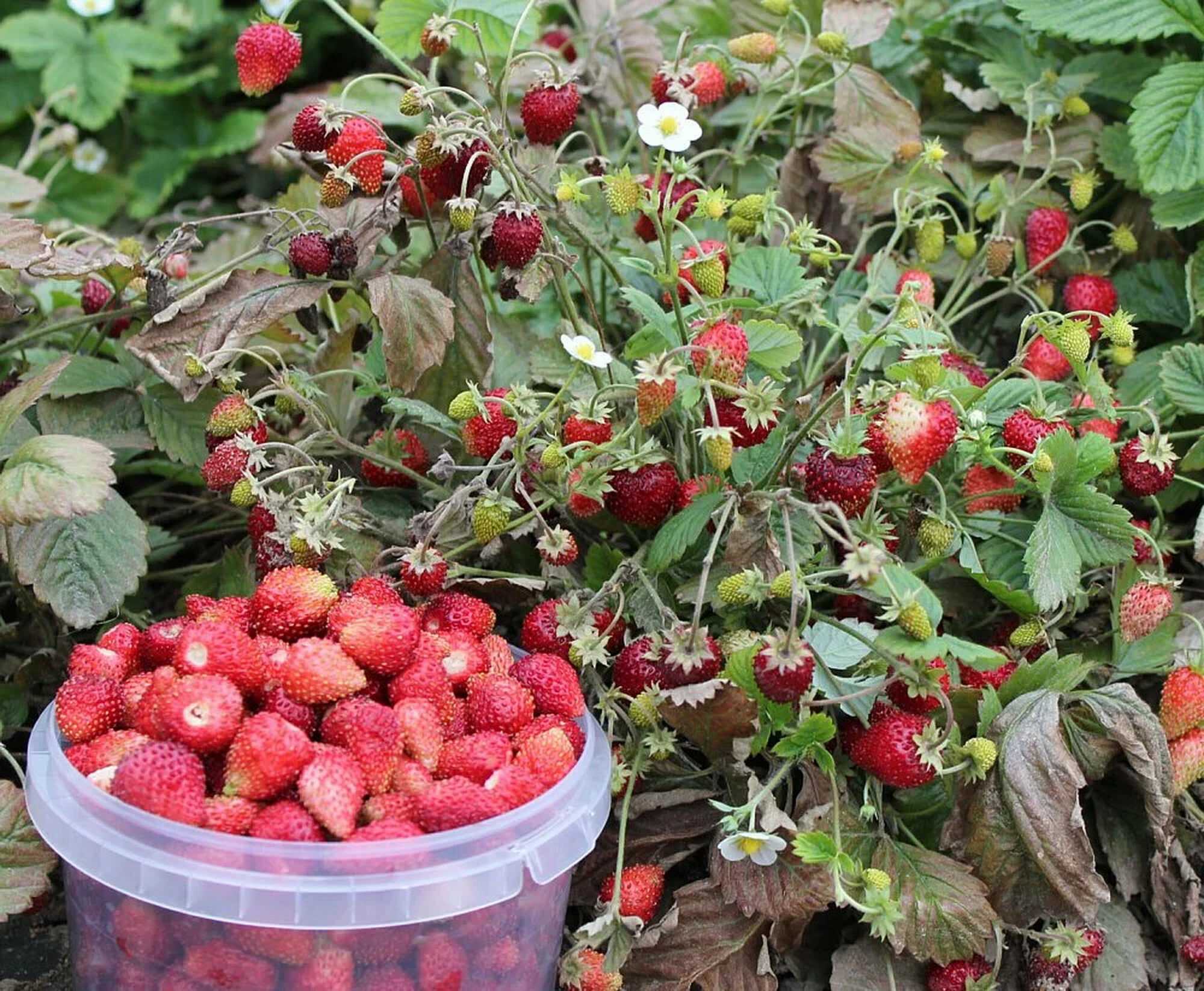 Земляника (клубника) али-баба: описание сорта, отзывы, фото, выращивание из семян | садоводам yuzhcable.ru