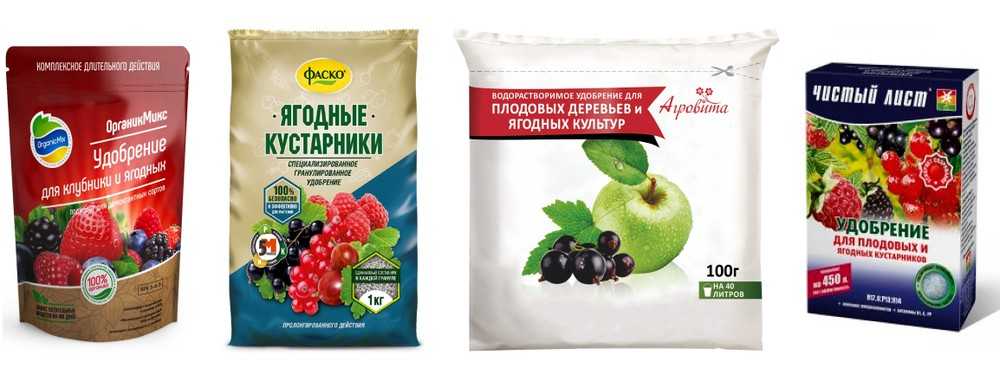 Подкормка смородины весной: сроки, советы и рецепты
