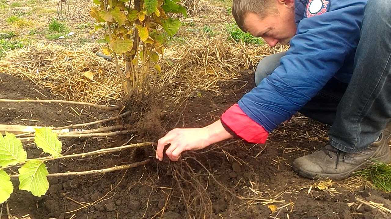 Возможно ли выращивание фундука в средней полосе россии и в подмосковье? особенности посадки и ухода