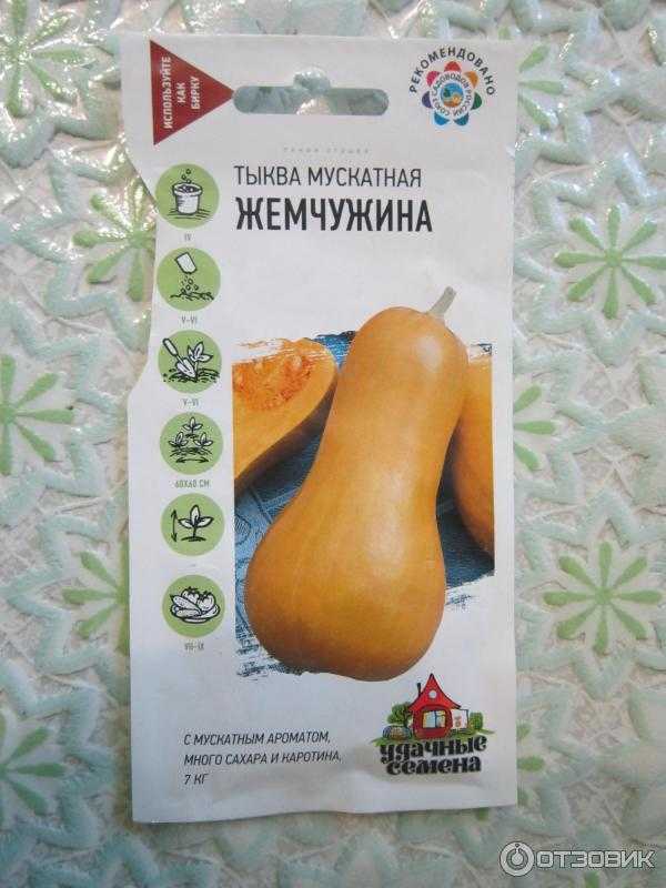 Тыква мускатная жемчужина: отзывы, фото, описание сорта, выращивание, посадка и уход, урожайность