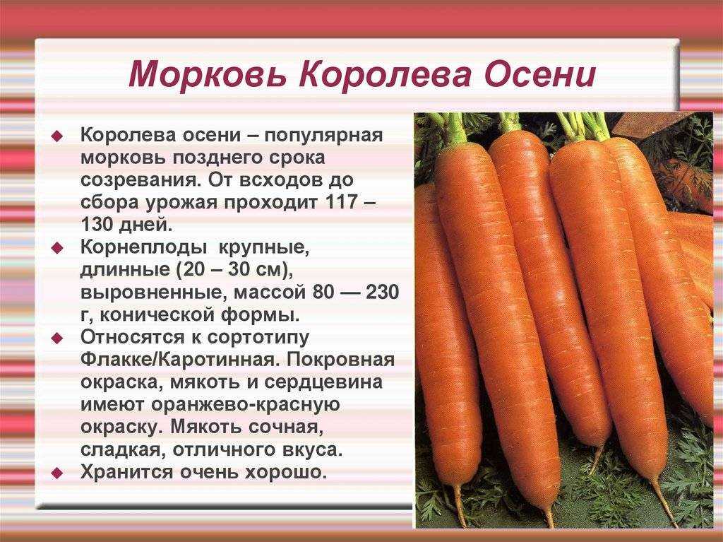 Морковь королева осени: описание и характеристики сорта, урожайность и хранение овоща + посадка и уход, отзывы дачников
