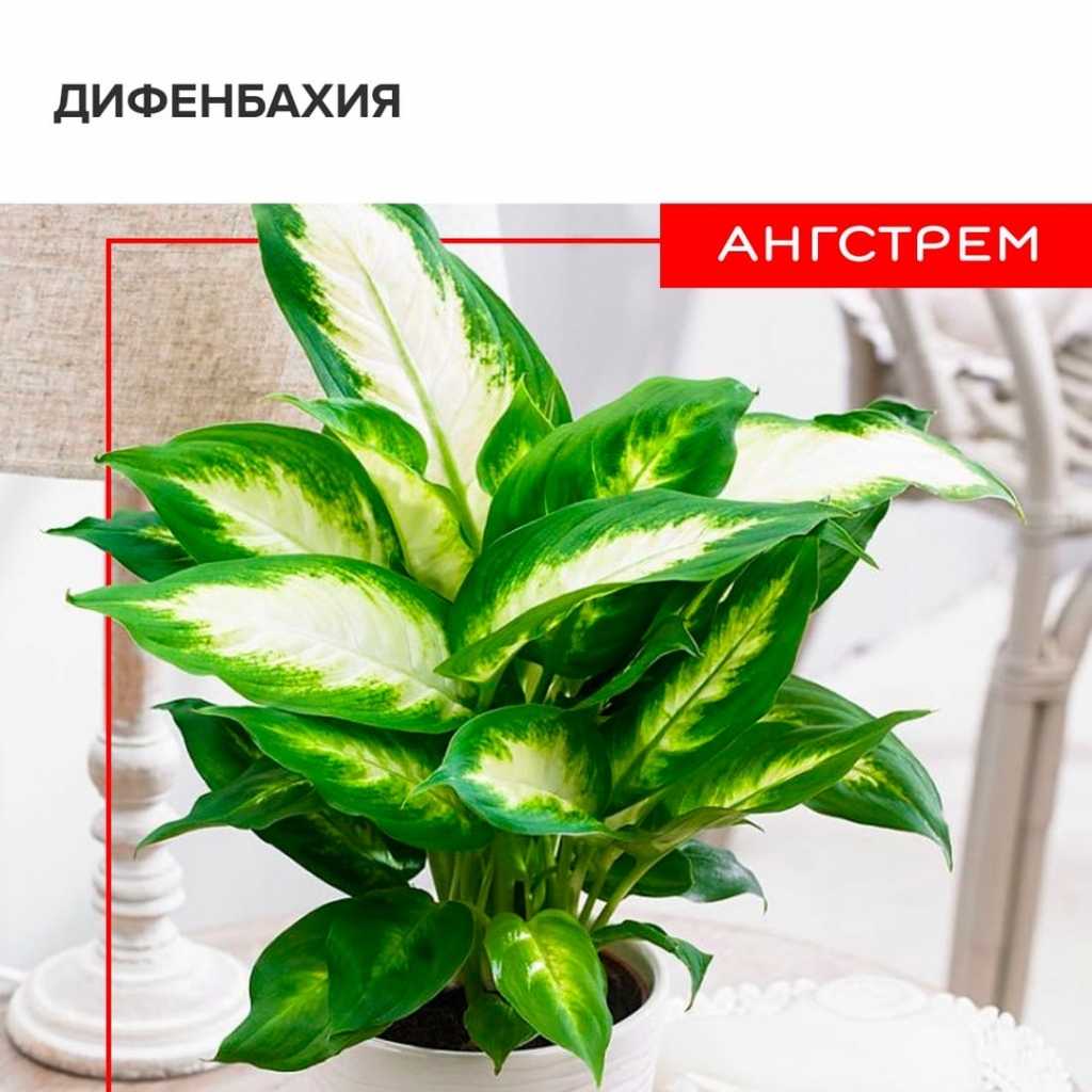 Диффенбахия - выращивание и уход в домашних условиях