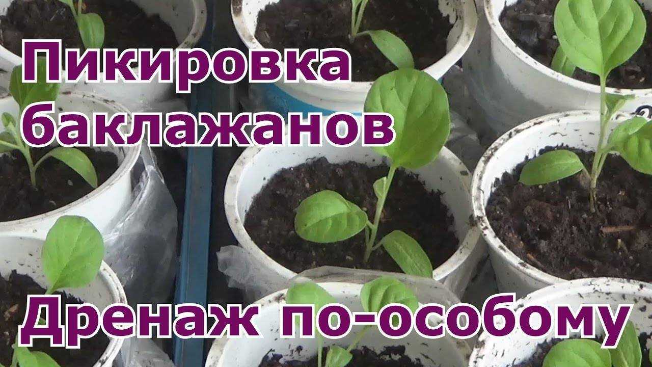 Баклажан черный принц: описание, фото, отзывы