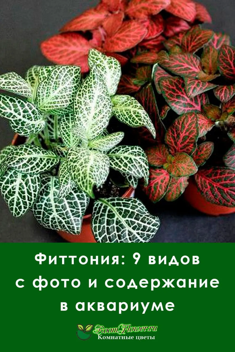 Фиттония микс: описание и фото видов цветка, особенности ухода в домашних условиях за взрослым растением, нюансы покупки, посадки, размножения и содержания
