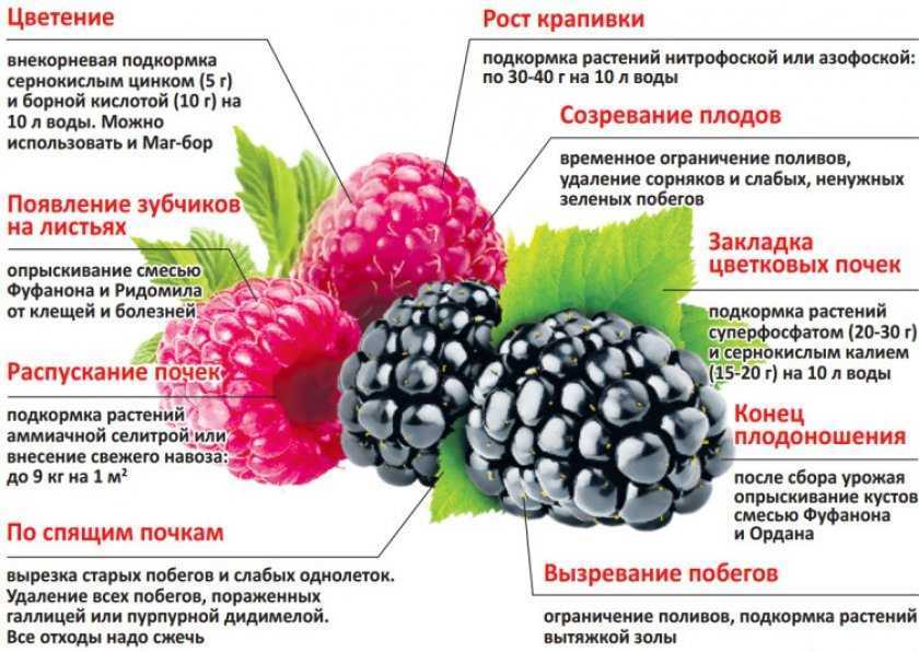 Как ухаживать за малиной летом: что важно сделать во время созревания, чтобы был хороший урожай