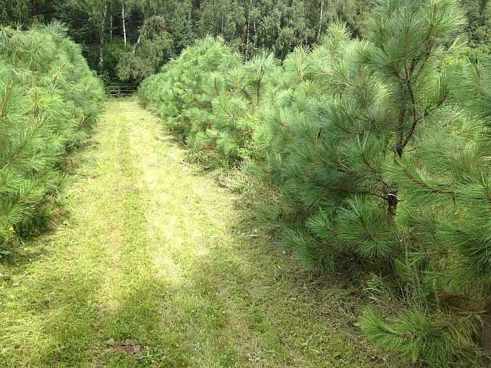 Сосна обыкновенная. (pinus silvestris) - мау до дэбц г. хабаровск